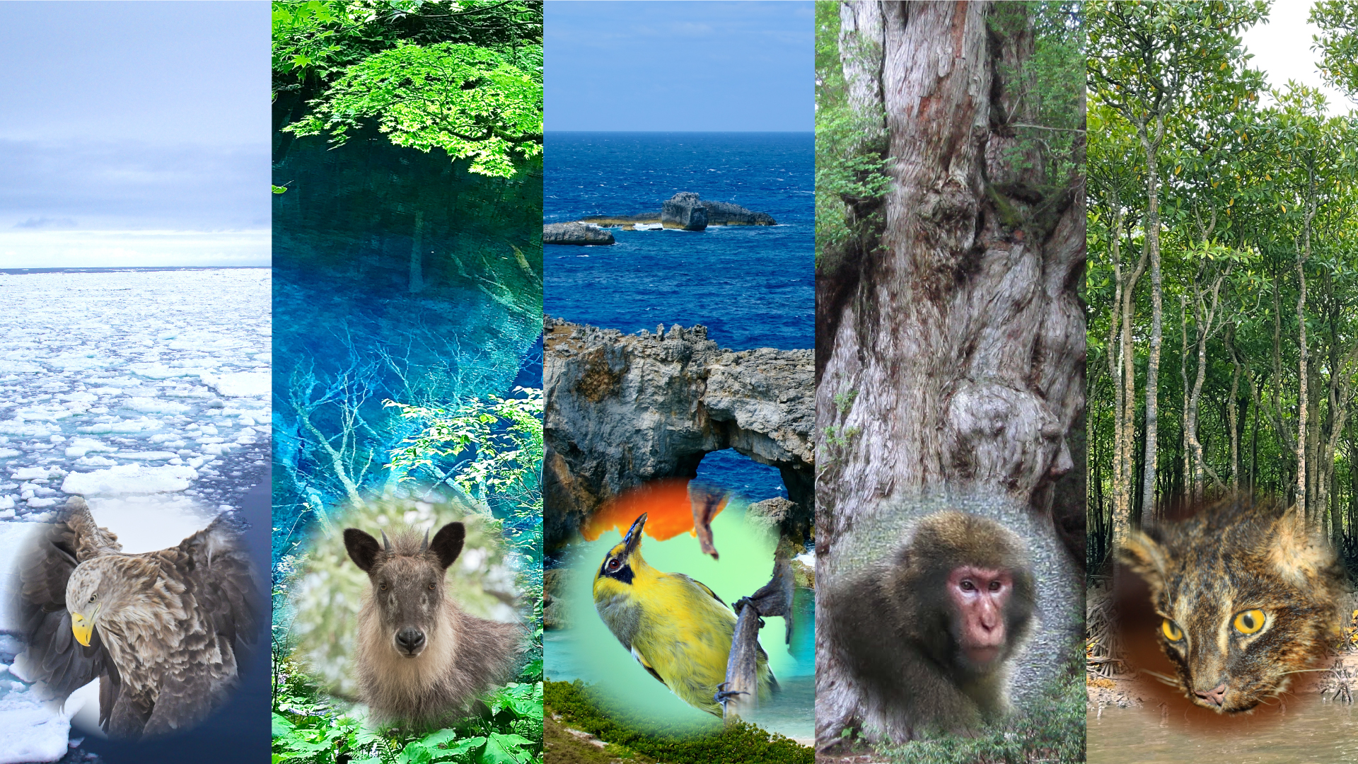 A 1000 Natures, A 1000 Times - Us and the 5 World Natural Heritage Regions